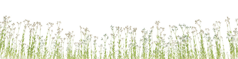 3d Render Lush Green Grass Field with Delicate White Flowers Against a Transparent Background
