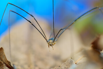 小さな体と長い脚が特徴的なザトウムシ

