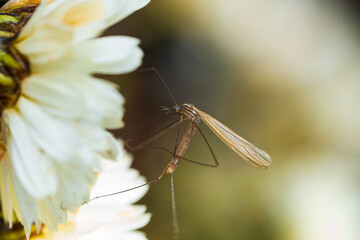菊の花の蜜を吸うガガンボ
