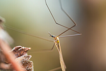 枯れ木にとまるガガンボ
