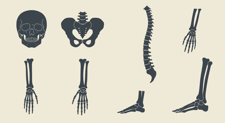 A comprehensive vector illustration showcasing various human bones and joints, perfect for medical education and anatomical studies.