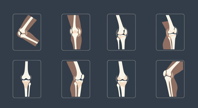 A detailed vector illustration showcases a set of human joints and bones, providing a clear visual representation of skeletal structures in various positions, ideal for medical or educational
