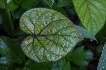Heart Shaped Green Leaf Macro