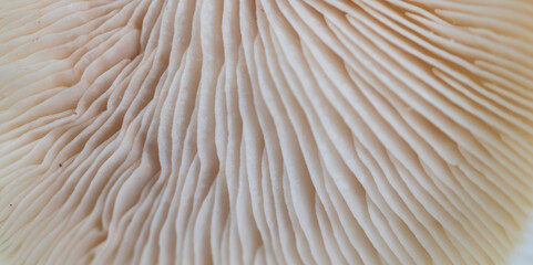 Delicate white fungi undercap structure detail