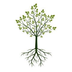 Obraz premium Green Tree with Leaves and Roots. Vector outline Illustration. Plant in Garden.