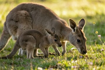 A mother kangaroo and her joey grazing in a grassy field with wildflowers