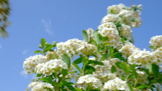 Romantic Vanhoutte spirea flowers. Spiraea vanhouttei. Spring ornamental shrub blowing in the wind on the sunny blue sky. 
Countryside offering a tranquil escape.
