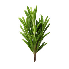 Fresh rosemary sprig green herb culinary aromatic leaves natural seasoning plant kitchen garnish