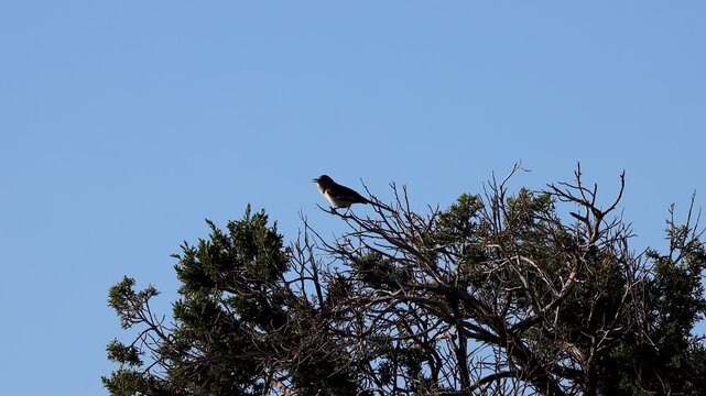 A Northern Mockingbird atop a tree in the Chiricahua Mountains of southern Arizona