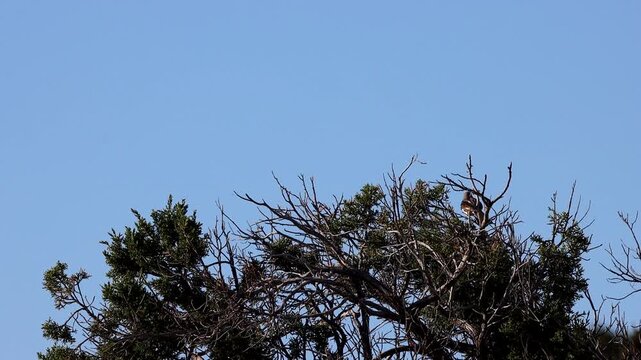  A Northern Mockingbird atop a tree in the Chiricahua Mountains of southern Arizona