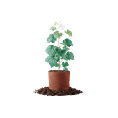 Young potted plant with green heart shaped leaves and fresh soil around base, natural growth and delicate new foliage