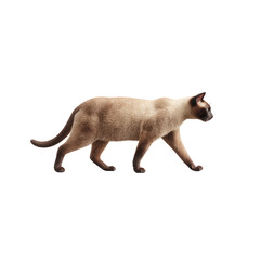 Siamese cat walking in profile with cream coat and dark points, sleek fur and alert posture conveying calm confidence