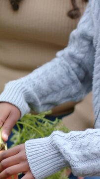 Vertical video: Child pulling carrot and cleaning root in raised garden bed with green pot for meal