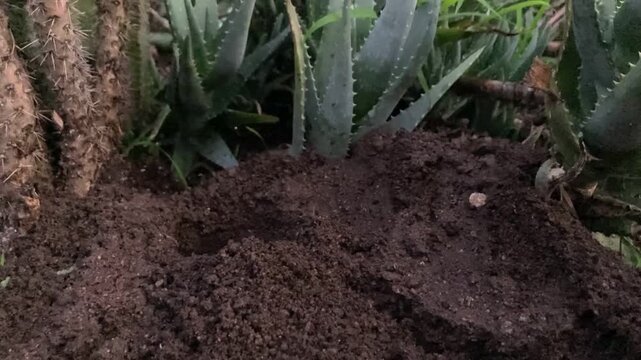 Gopher Excavating Burrow in Garden