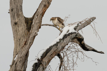 Red-tailed hawk perched in a dead tree with snow on the branches.