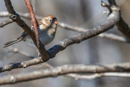 Field sparrow perched in a tree.