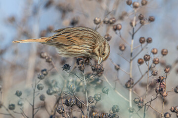 Song sparrow perched on a plant eating seeds.