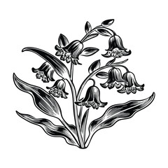 Hand drawn botanical vector of bluebell flowers with intricate petals soft shadows and highlights