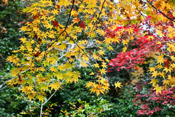 美しい京都の紅葉