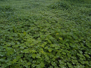 Close-up of dense patch of bright green clover leaves covered with dew drops on cloudy autumn morning in Mallorca. Freshness, moisture, foliage, natural texture, ground cover.