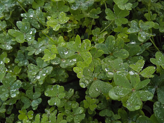 Close-up of dense patch of bright green clover leaves covered with dew drops on cloudy autumn morning in Mallorca. Freshness, moisture, foliage, natural texture, ground cover.