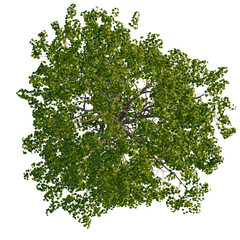 Obraz premium Populus cathayana tree plan, top view, cutout, transparent background, isolate, Vibrant green deciduous tree canopy viewed directly from above isolated