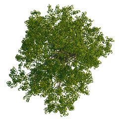 Obraz premium Populus cathayana tree plan, top view, cutout, transparent background, isolate, Vibrant green tree canopy viewed directly from above isolated on black