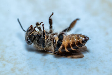 A dead bee on a ceramic floor