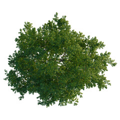 Obraz premium Celtis julianae tree plan, top view, cutout, transparent background, isolate, Aerial view of lush green tree canopy against black background design asset