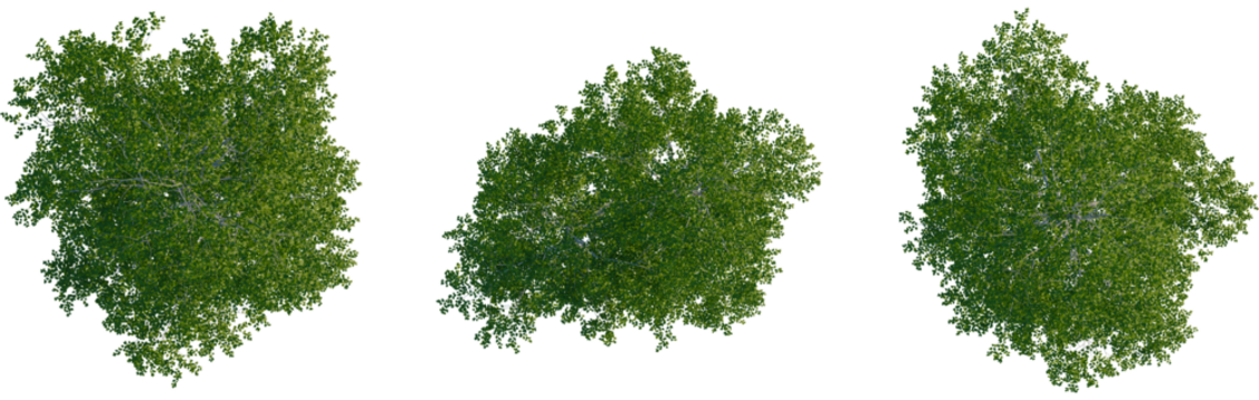 Betula populifolia tree plan, top view, cutout, transparent background, isolate, Lush green tree canopy aerial perspective isolated on black background - Powered by Adobe