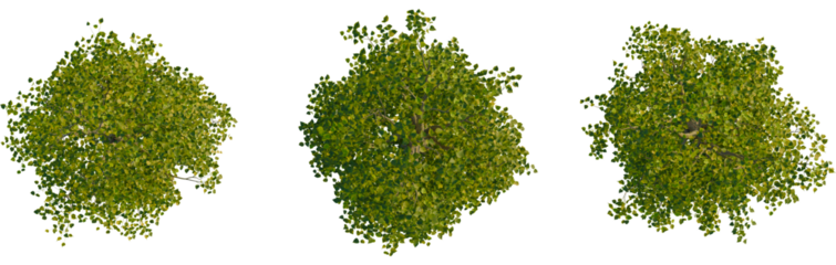 Populus nigra tree plan, top view, cutout, transparent background, isolate, Vibrant green tree canopy viewed directly from above isolated on black