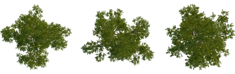 Betula lenta tree plan, top view, cutout, transparent background, isolate, Lush green tree canopy isolated against black background for design uses