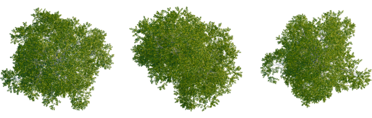 Betula populifolia tree plan, top view, cutout, transparent background, isolate, Beautiful overhead view of a vibrant green tree against a black backdrop