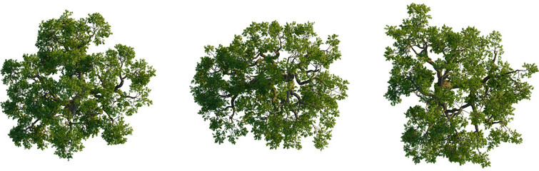 Sophora japonica tree plan, top view, cutout, transparent background, isolate, Vibrant mature oak tree canopy viewed directly from above isolated on black © DH Tree Stock
