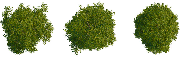 Populus nigra tree plan, top view, cutout, transparent background, isolate, Lush green tree canopy viewed directly from above with isolated leaves