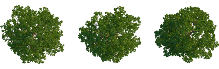 Carya illinoinensis tree plan, top view, cutout, transparent background, isolate, Stunning aerial...