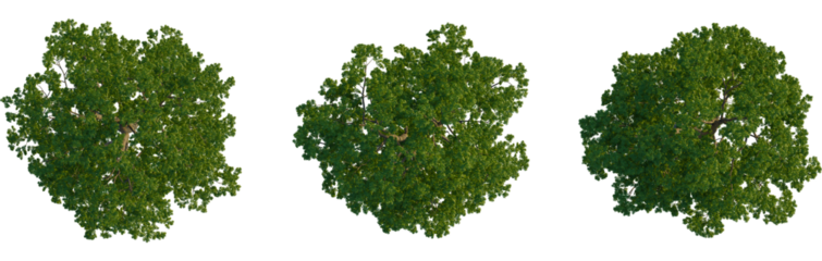 Carya illinoinensis tree plan, top view, cutout, transparent background, isolate, Stunning aerial view showcases lush green tree canopy against black background