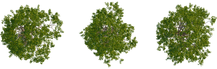 Populus cathayana tree plan, top view, cutout, transparent background, isolate, Lush green deciduous tree canopy viewed directly from above isolated