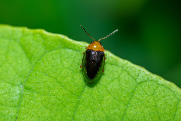 Green background. Podagrica fuscicornis insect on fresh and natural leaf