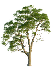 Obraz premium Eucalyptus camaldulensis tree, front view, cutout, transparent background, isolate, Beautiful green tree with sprawling branches against a black background