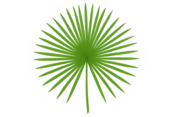 Palm leaf, green fan shape tropical plant element. Natural foliage on transparent background, summer vacation design asset