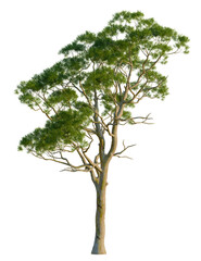 Obraz premium Eucalyptus camaldulensis tree, front view, cutout, transparent background, isolate, Majestic eucalyptus tree with vibrant green leaves against black background