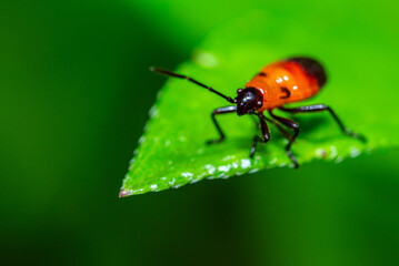 Macro photo of cotton aphid or Dysdercus cingulatus perched on a fresh green leaf