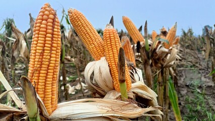 Close-Up of Dry Corn in an Agricultural Area.