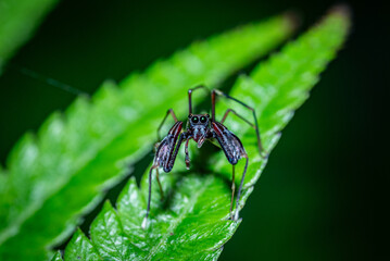 Ant-mimicking jumping spiders perched on fresh green leaves