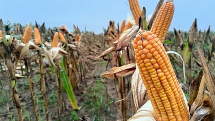 Traditional Corn Farming During Harvest Season