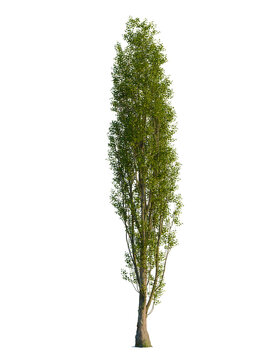 Populus nigra tree, front view, cutout, transparent background, isolate, Majestic poplar tree with vibrant green leaves against a dark backdrop