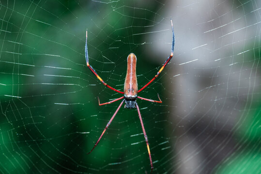 Nephila spiders, found in warmer regions around the world