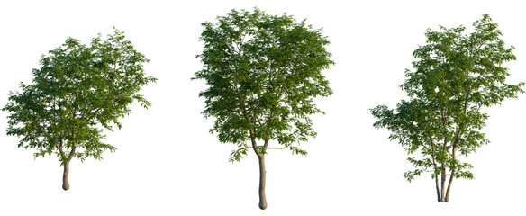 Fototapeta premium Celtis julianae tree, front view, cutout, transparent background, isolate, Isolated tree with vibrant green leaves against a stark black backdrop