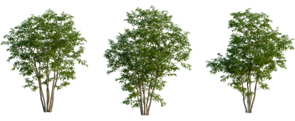Celtis julianae tree, front view, cutout, transparent background, isolate, Vibrant green tree with slender trunks against stark black background